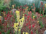 Kangaroo Paws